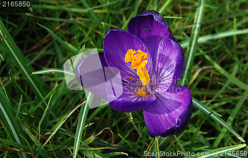 Image of Delicate purple springtime crocus