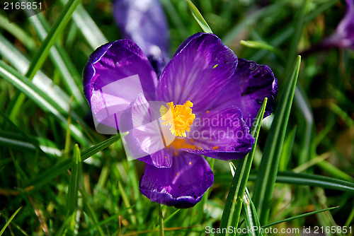 Image of Closeup of a purple crocus bloom in the grass