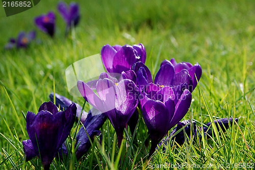 Image of Purple crocuses caught in beautiful spring sunshine