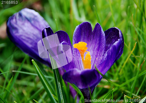 Image of Deep purple crocus bloom in the grass