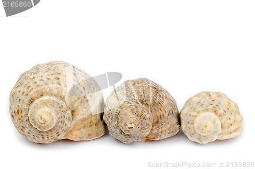 Image of Three shells arranged horizontally on a white background