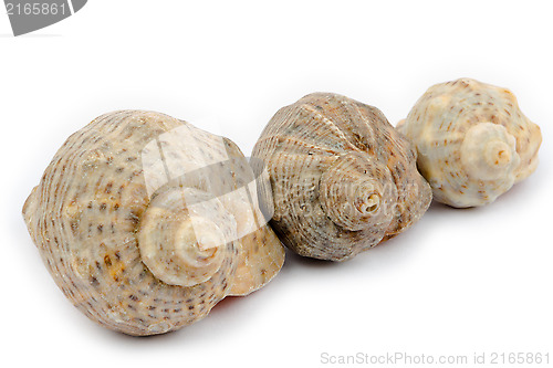 Image of Three shells arranged diagonally on a white background