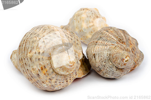 Image of Three shells arranged into a triangle on a white background