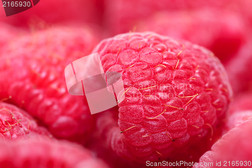 Image of Ripe Berry Red Raspberry