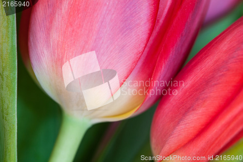 Image of Two flowers 