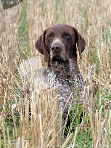 Image of German Short-haired Pointing Dog on the corn field