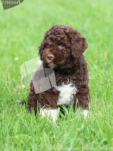 Image of Romagna Water Dog Puppy 