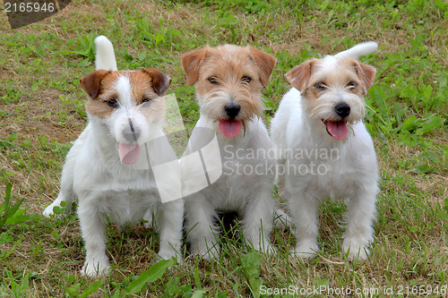 Image of Jack Russell Terriers in the garden 