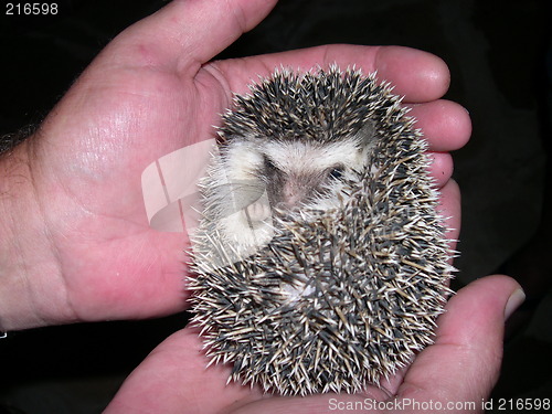 Image of Animal