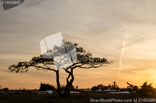 Image of Pine tree at dusk