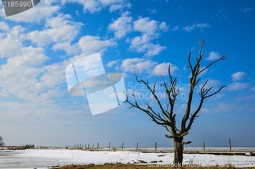Image of Old tree