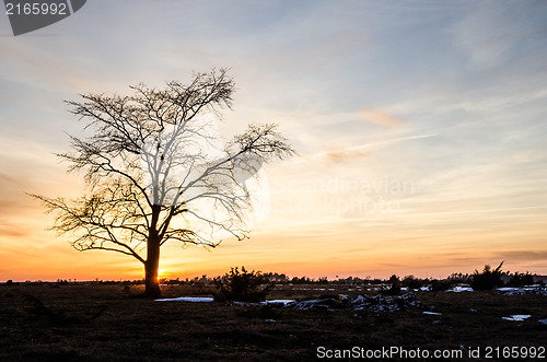 Image of Lone elm tree at coloured sky