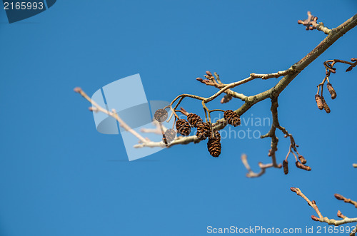 Image of Alder cones