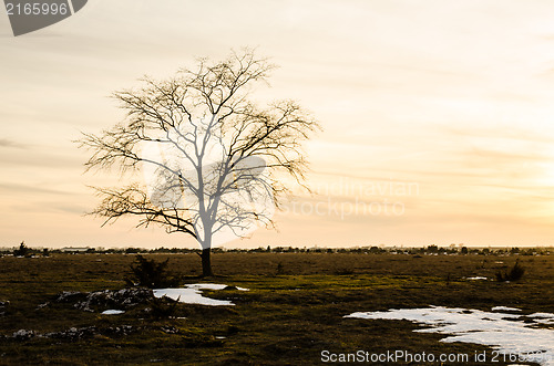 Image of Lone elm tree at sunset