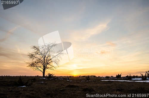 Image of Solitaire tree at sunset