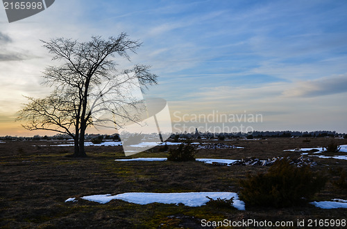 Image of Lone tree