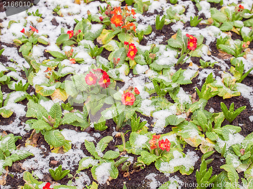 Image of Primula flower