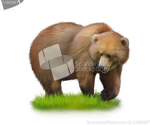 Image of Walking adult bear on a grass. Isolated realistic illustration on white background
