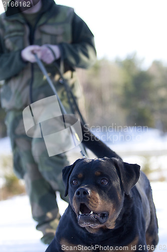 Image of Military Dog