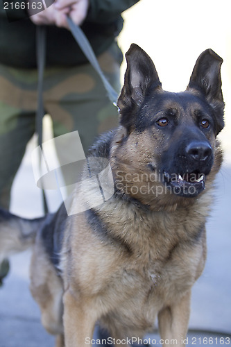 Image of Military Dog
