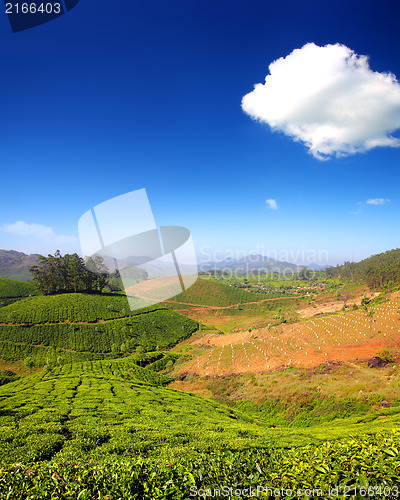 Image of mountain tea plantation in India