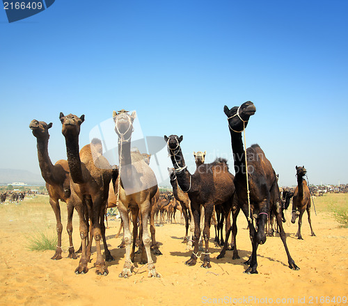 Image of camels during festival in Pushkar