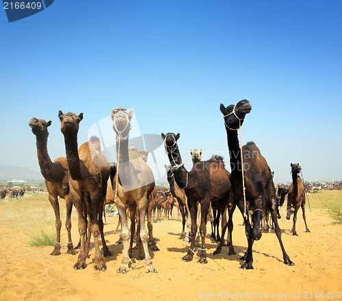 Image of camels during festival in Pushkar