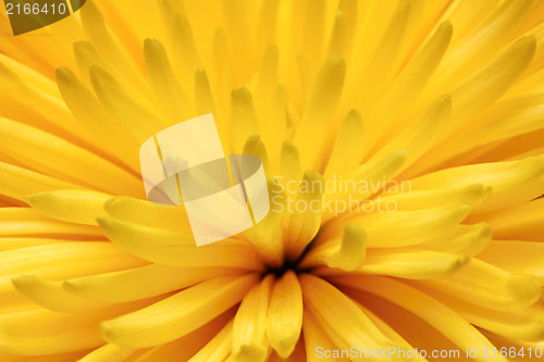 Image of yellow chrysanthemum flower macro