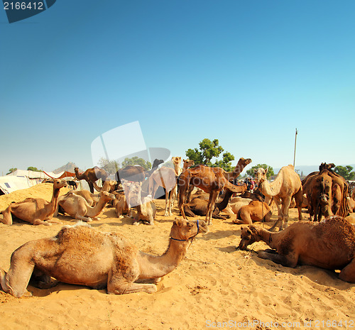 Image of camels during festival in Pushkar