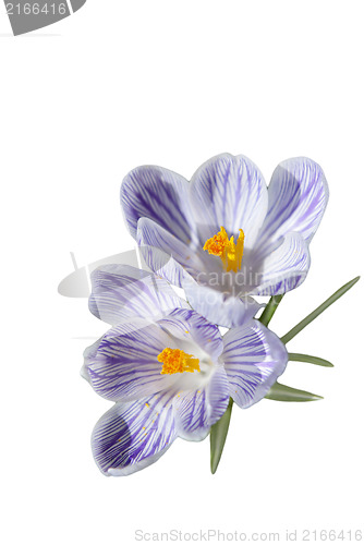 Image of Crocus Flowers