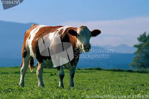 Image of ox