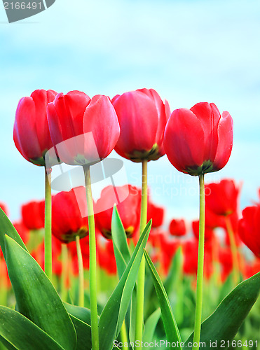 Image of tulips
