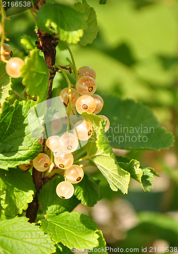 Image of White currant