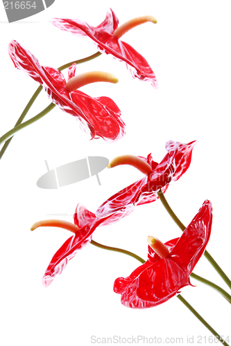 Image of Bright Anthurium Flowers