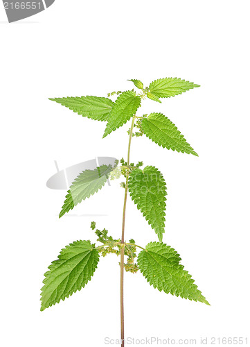 Image of Stinging nettle (Urtica dioica)