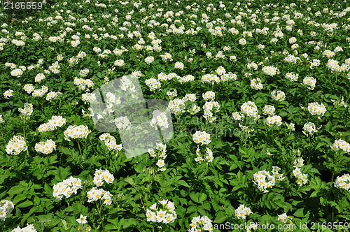 Image of Potato field