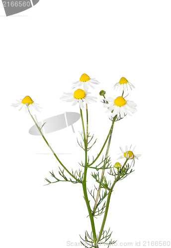 Image of German chamomile (Matricaria chamomilla)