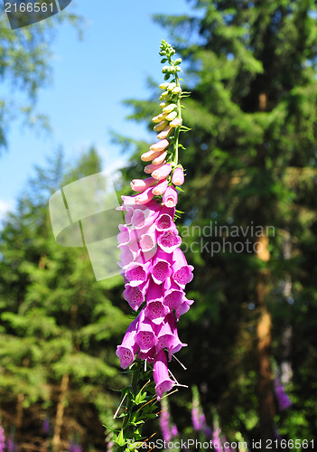 Image of Common foxglove (Digitalis purpurea)