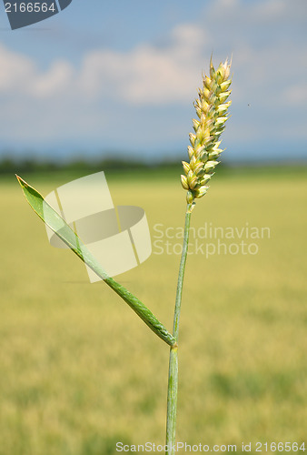 Image of Wheat (Triticum aestivum)