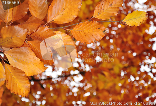 Image of Fall leaves