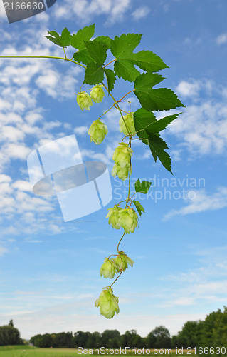 Image of Hop (Humulus lupulus)