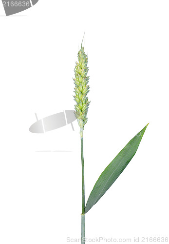 Image of Wheat (Triticum aestivum)