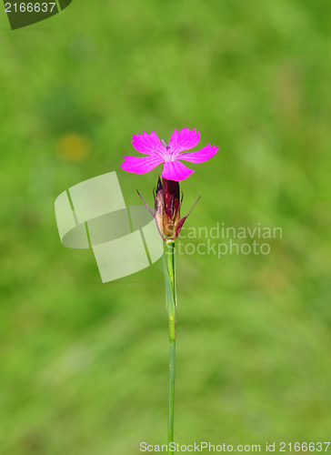 Image of Carthusian pink (Dianthus carthusianorum)