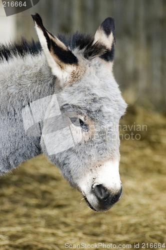 Image of Donkey