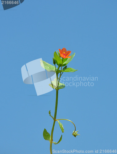 Image of Scarlet pimpernel (Anagallis arvensis)