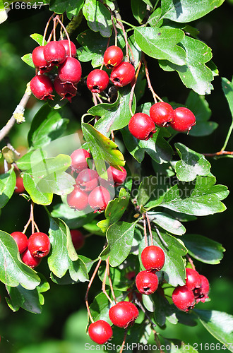 Image of Midland hawthorn (Crataegus laevigata)