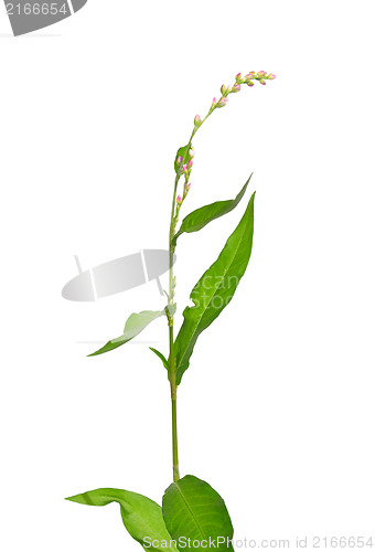 Image of Tasteless water-pepper (Persicaria dubia)