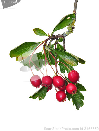 Image of Midland hawthorn (Crataegus laevigata)