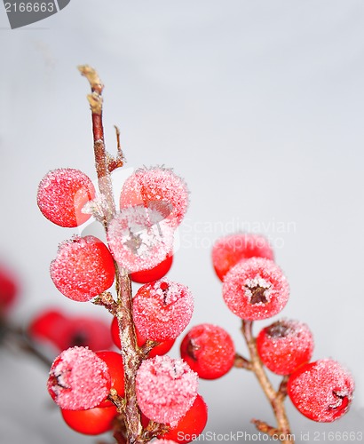 Image of Berries in winter (Cotoneaster)