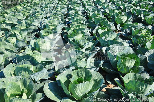 Image of Cabbage field